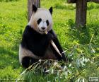 Panda τρώει